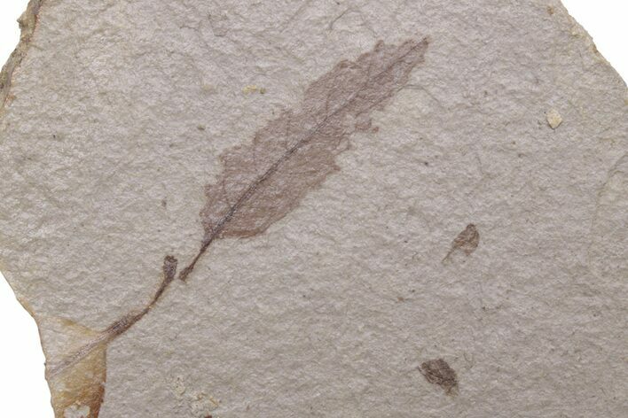 Unidentified Fossil Leaf - Ruby River Basin, Montana #216600